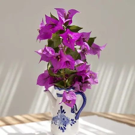 فندق Moshinos Ayvalı